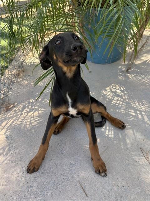 JOHNNY - German Shepherd Dog available for adoption