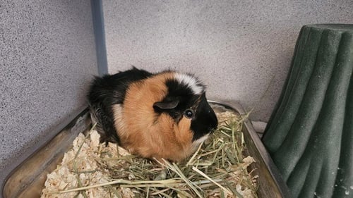 BUTTERCUP - Guinea Pig available for adoption