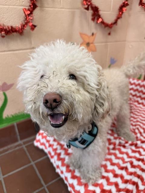 CASANOVA - Poodle (Miniature) available for adoption