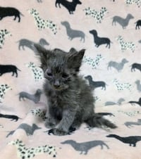 RIGBY - Photo 1