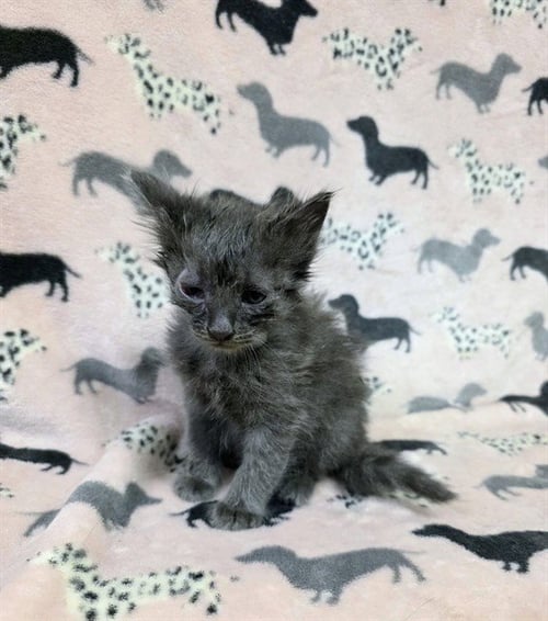 RIGBY - Domestic Short Hair available for adoption