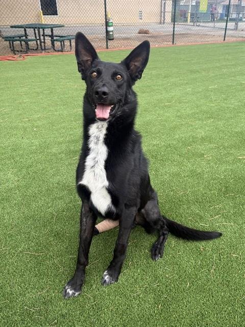 SHANG TSUNG - Labrador Retriever / German Shepherd Dog available for adoption