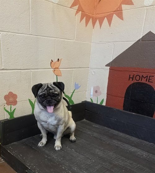 JUNIOR LUCAS LOPEZ - Pug available for adoption