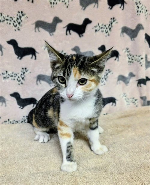 ISABELLA - Domestic Short Hair available for adoption
