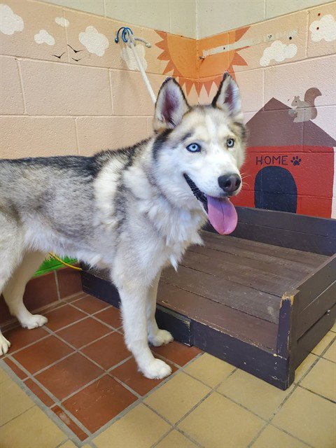 APOLLO - Husky available for adoption