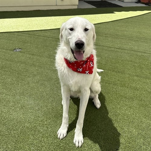 DUKE - Great Pyrenees available for adoption