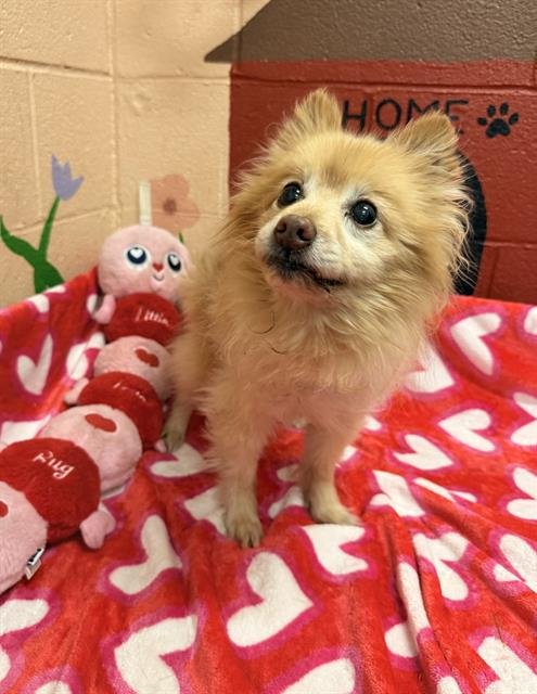 ZIGGY - Pomeranian available for adoption