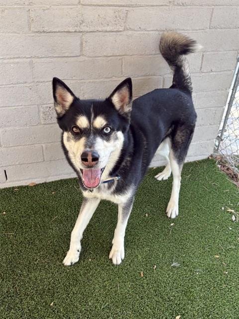 LOKI Image