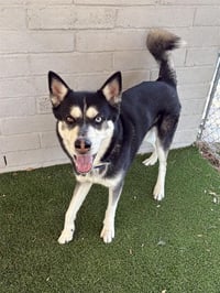 LOKI - Photo 1