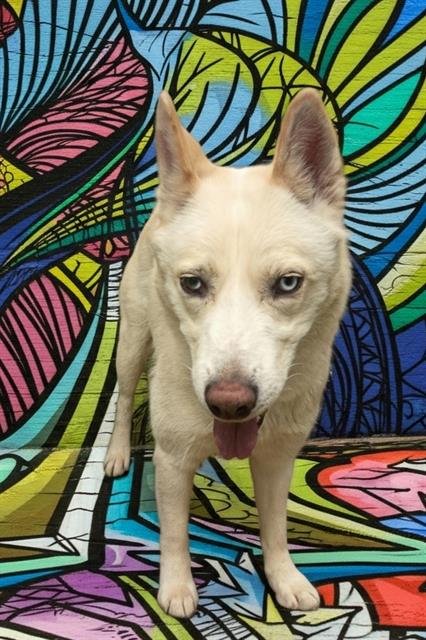 FROSTY - Husky available for adoption