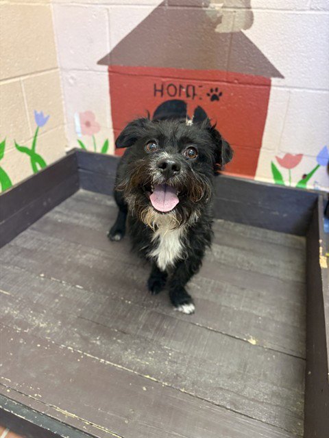 FUZZY WUZZY - Terrier available for adoption