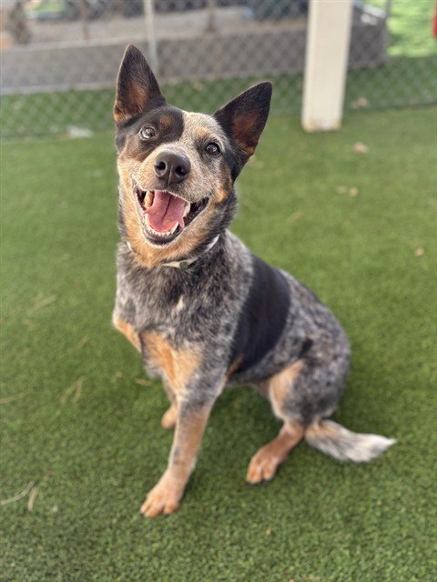 ROO - Australian Cattle Dog/Blue Heeler available for adoption