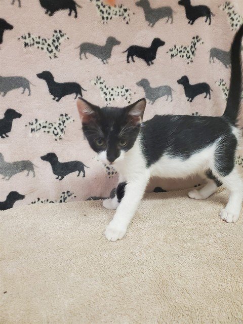 BURR - Domestic Short Hair available for adoption