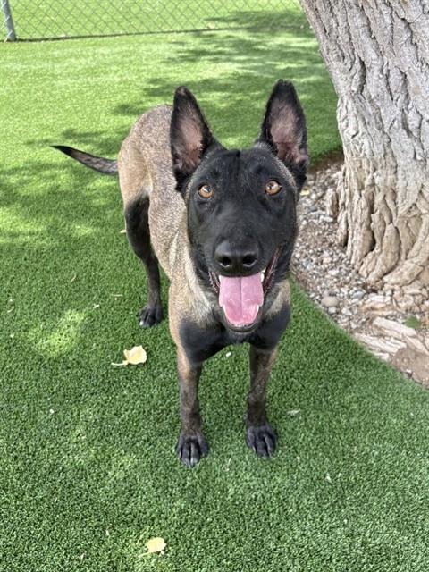 CARRIE - Belgian Shepherd Malinois available for adoption