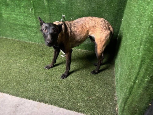 CARRIE - Belgian Shepherd Malinois available for adoption