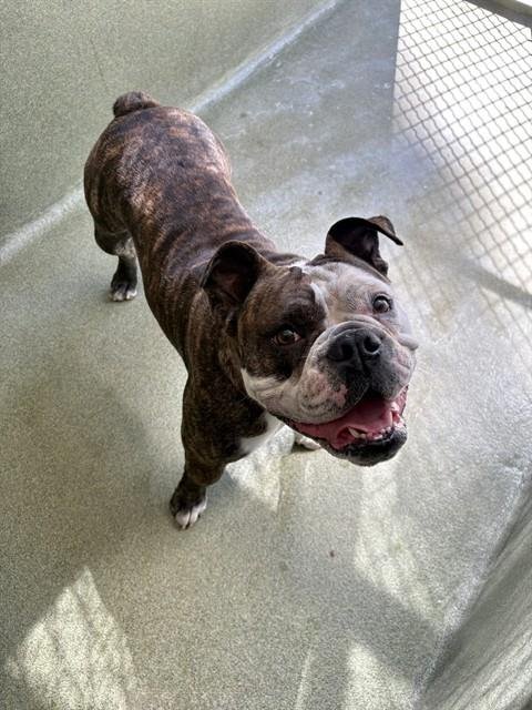 MARGE - English Bulldog available for adoption