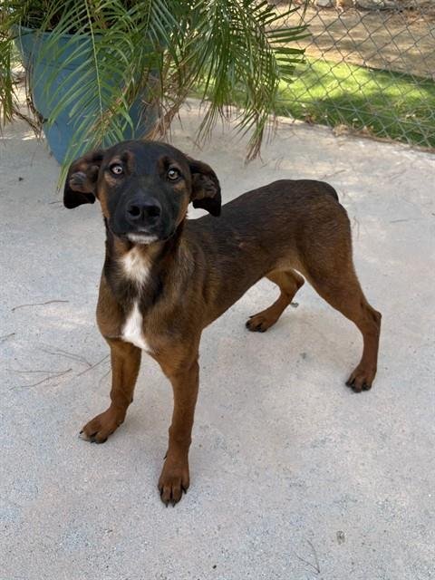 JIFFY - German Shepherd Dog available for adoption
