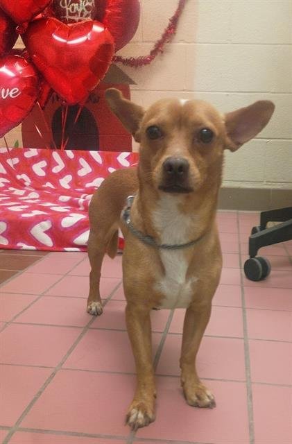 TEDDY - Chihuahua available for adoption