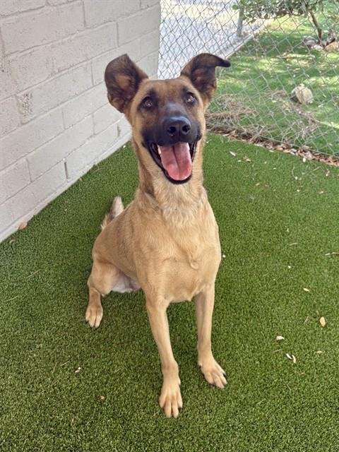 FLOWER - Belgian Shepherd Malinois available for adoption