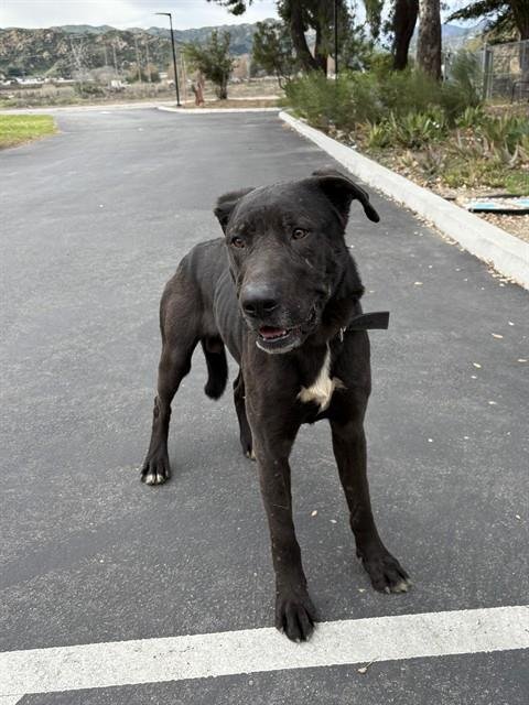 MIDNIGHT - Black Mouth Cur / Labrador Retriever available for adoption