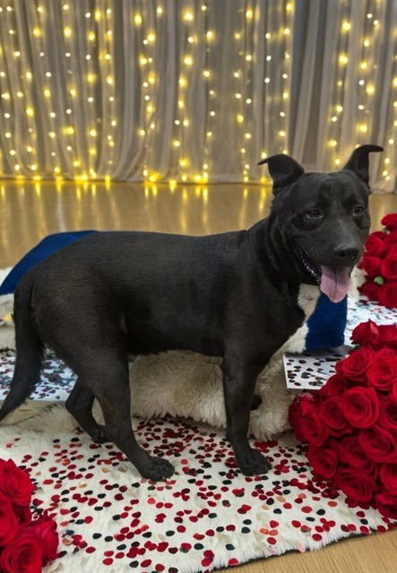 WALNUT - Labrador Retriever available for adoption