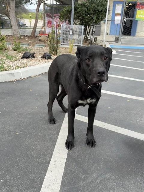 SHADOW - Black Mouth Cur / Labrador Retriever available for adoption