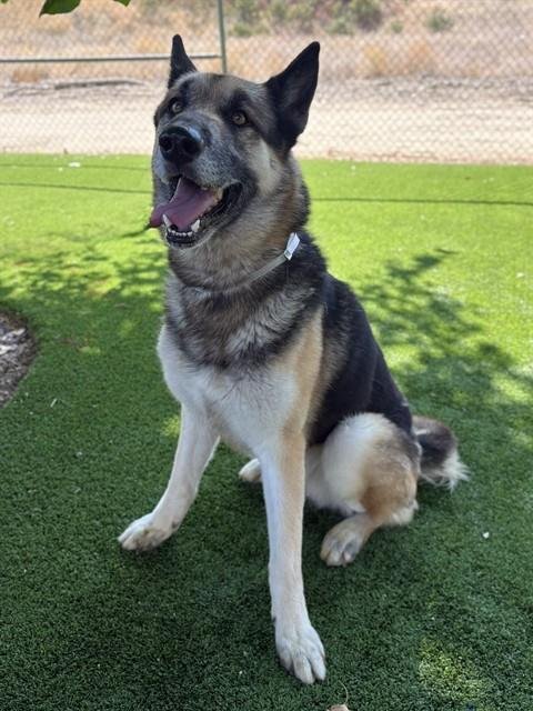 LOKI - Husky / German Shepherd Dog available for adoption