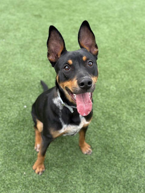 PACKER - Australian Kelpie available for adoption