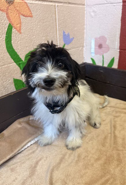CHIP - Terrier available for adoption