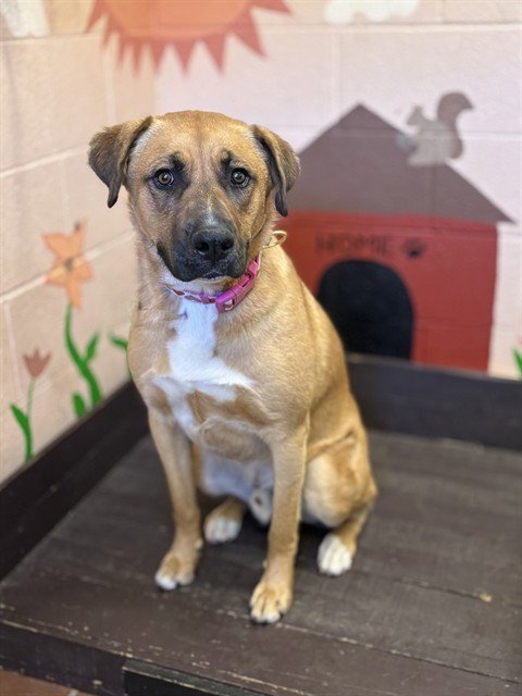 CHOMP - Black Mouth Cur available for adoption