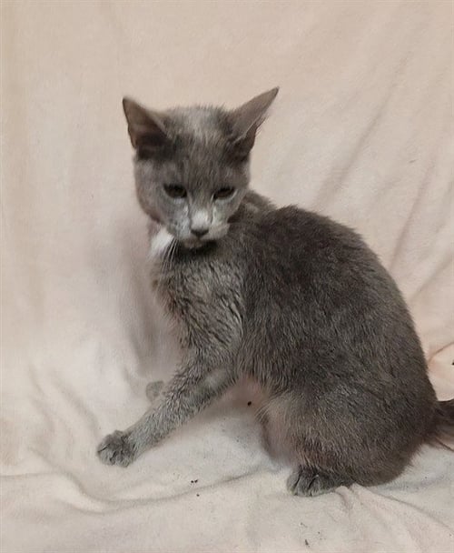 PICKLE - American Shorthair available for adoption