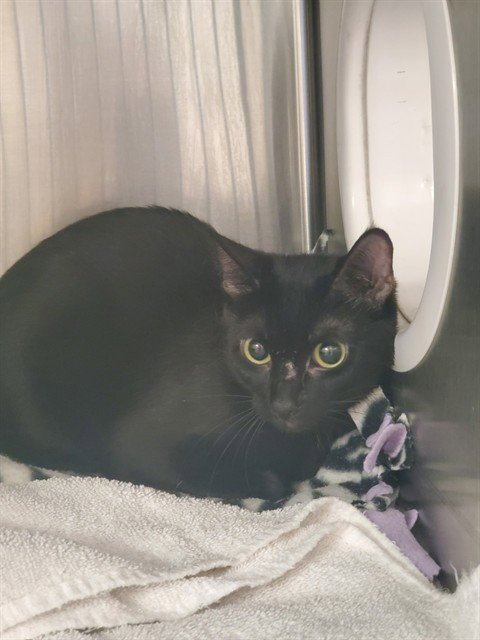 MIA - Domestic Short Hair available for adoption