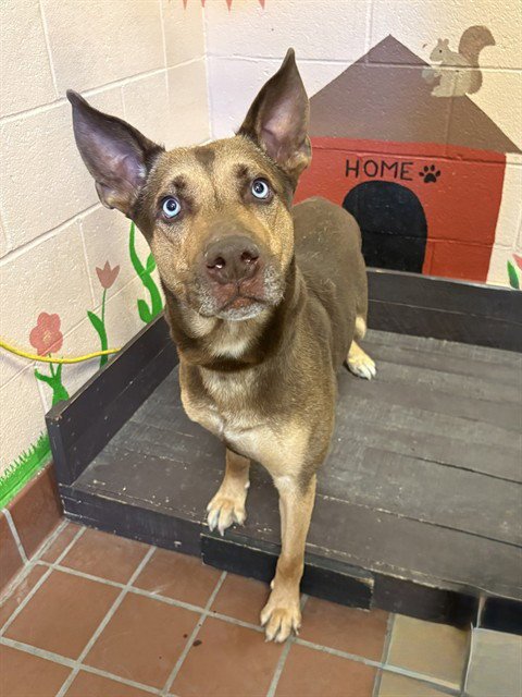 DODGER - Doberman Pinscher / German Shepherd Dog available for adoption