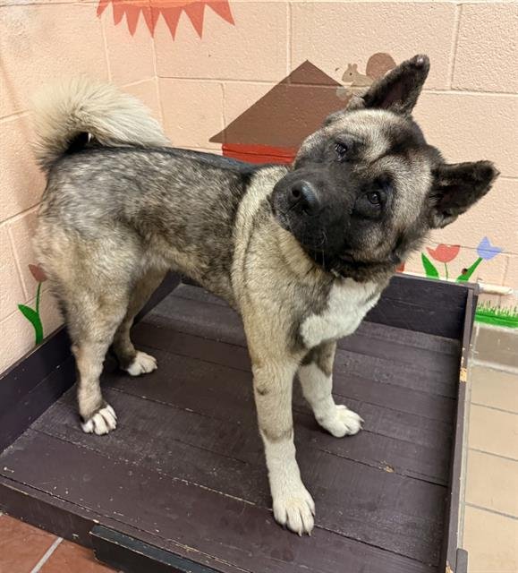 SMOOCHY - Akita available for adoption