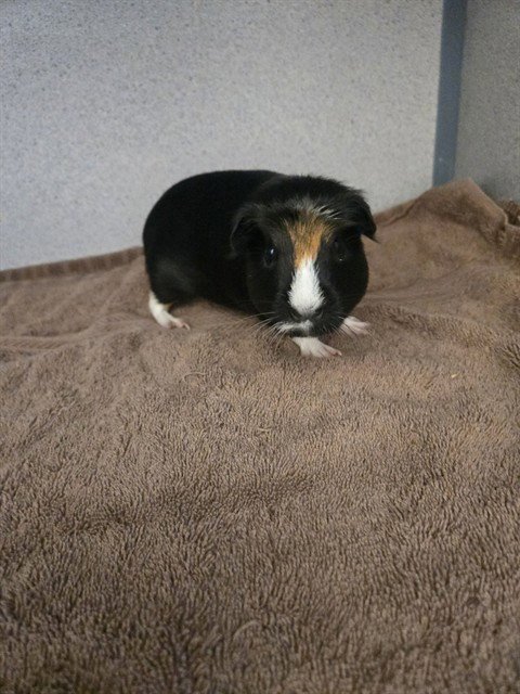 BROOKIE - Guinea Pig available for adoption