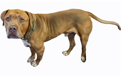 TATER-TOT - Mastiff available for adoption