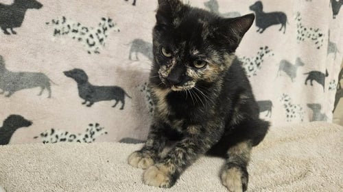 CRUEDITES - Domestic Short Hair available for adoption