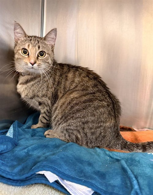 KAIA - Domestic Short Hair available for adoption