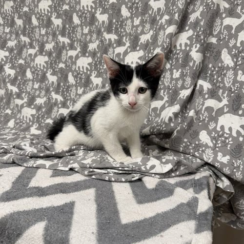 HUEY - Domestic Short Hair available for adoption