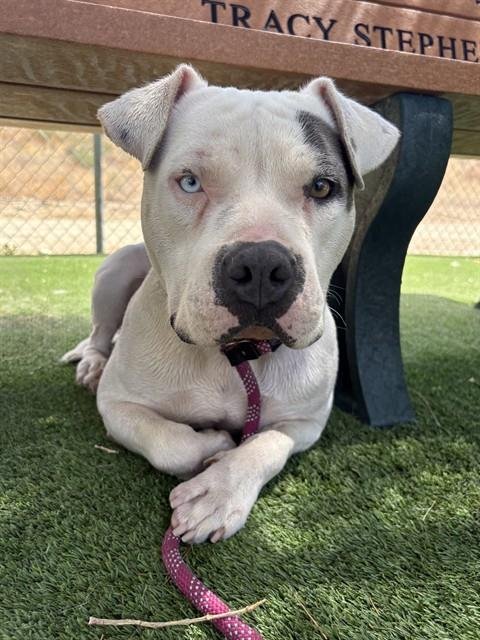 ROXY - American Staffordshire Terrier available for adoption
