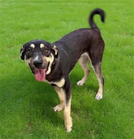 DAKINE - German Shepherd Dog available for adoption