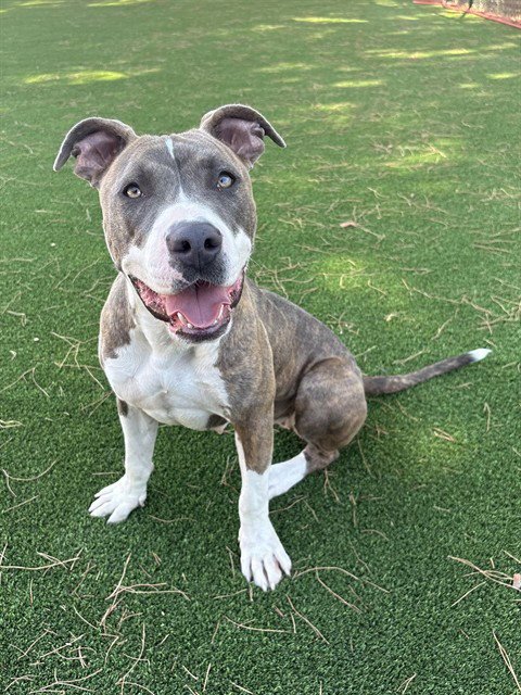 IRMA - Pit Bull Terrier available for adoption