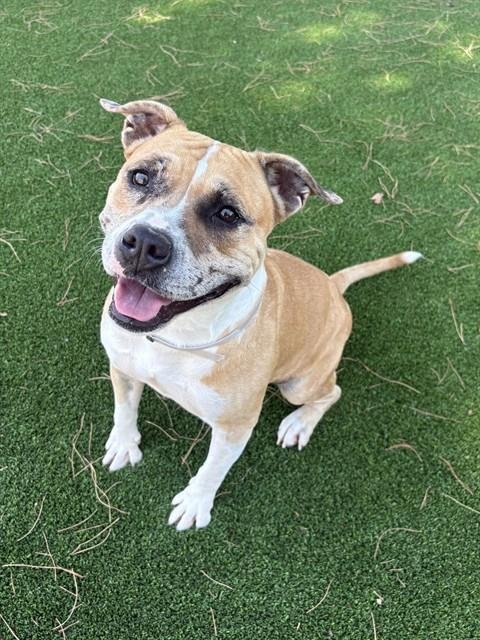 GLADYS - Pit Bull Terrier available for adoption