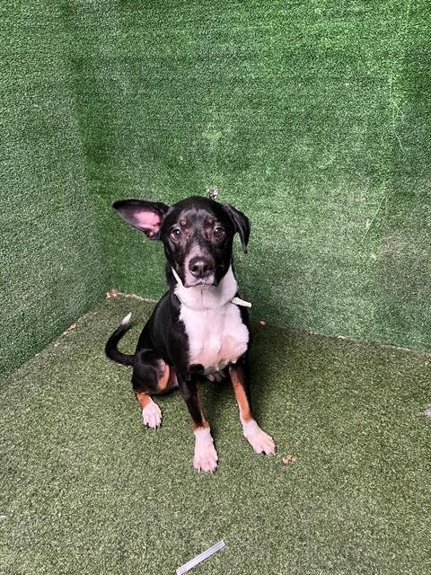 OREO - Australian Cattle Dog/Blue Heeler / German Shepherd Dog available for adoption