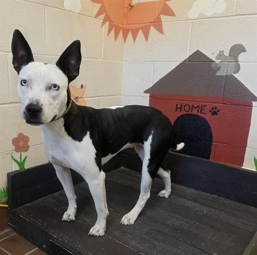LOLA - American Pit Bull Terrier available for adoption