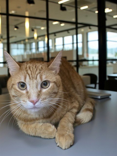 JUDE - American Shorthair available for adoption