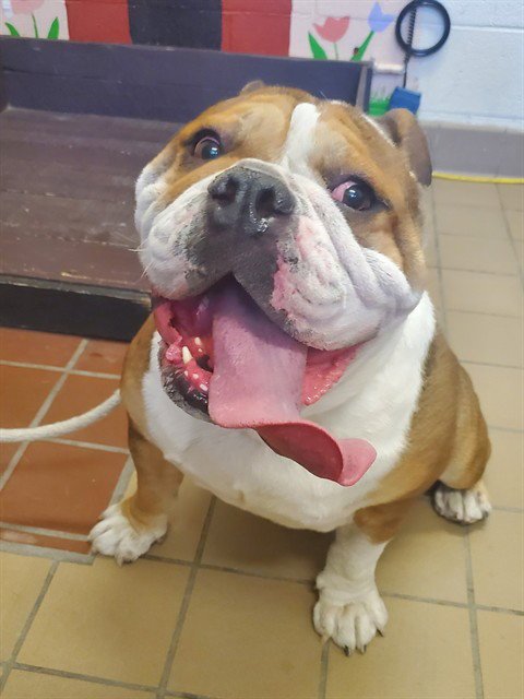 BACON - Bulldog available for adoption