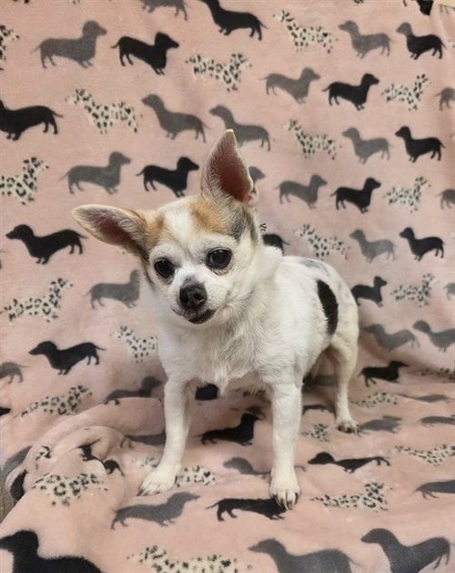 CHARLIE - Chihuahua available for adoption
