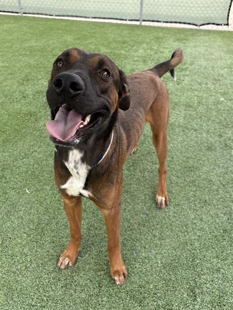 CHARLIE - German Shepherd Dog available for adoption