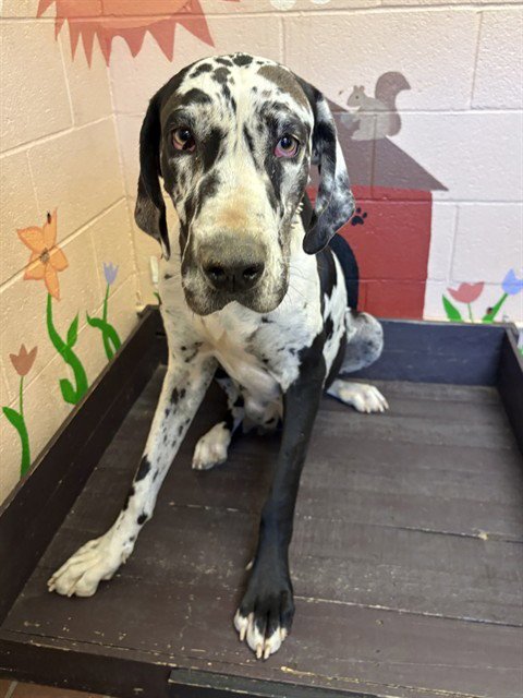 HOLSTEIN - Great Dane available for adoption